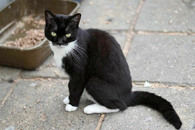 Towarzyska łagodna kotka Twinkie