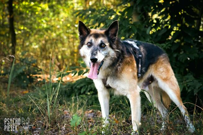 Wspaniały starszy psiak Rex