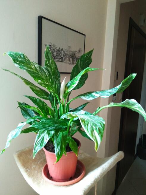 Skrzydłokwiat variegata Diamond-piękny oczyszczacz powietrza