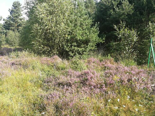 Sprzedam działkę rekreacyjną