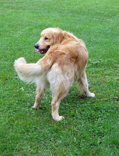 Golden retriever reproduktor/ krycie