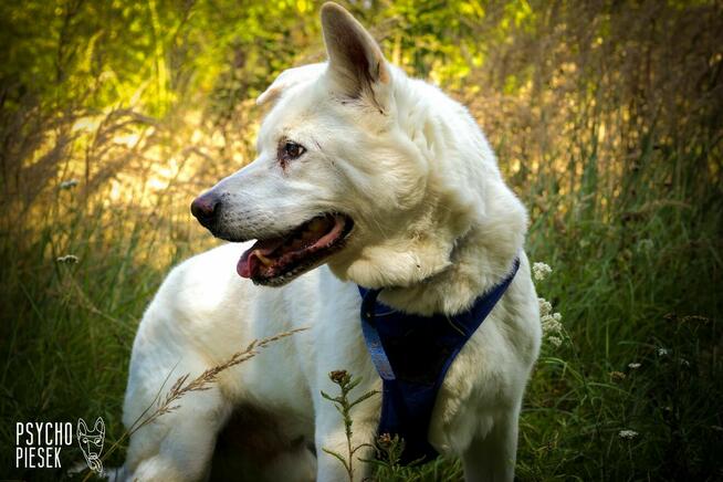 Psi senior Gandalf szuka domu!