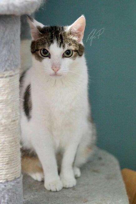 Termit – kocurek z białaczką