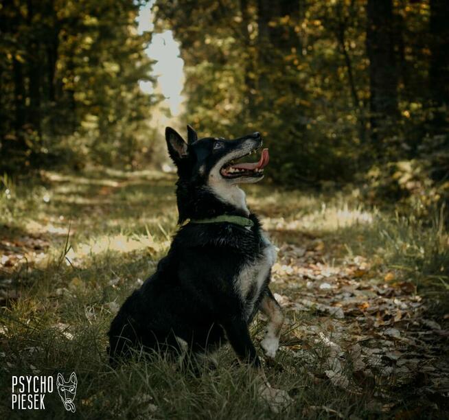 Aktywny Demon czeka na dom!