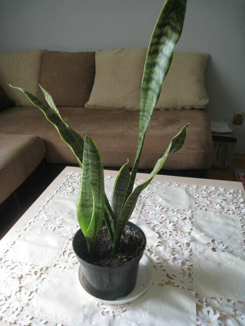 Sansevieria, wężownica 80 cm, skutecznie oczyszcza powietrze