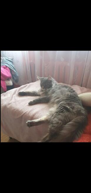 Sprzedam kocurka do hodowli