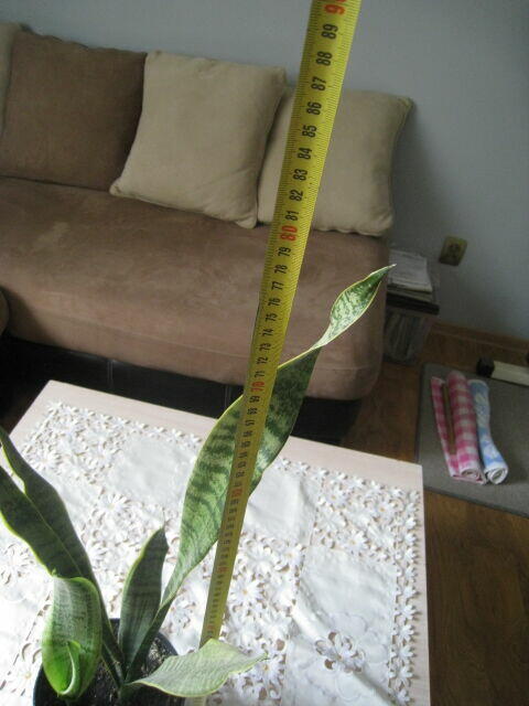 Sansevieria, wężownica 80 cm, skutecznie oczyszcza powietrze