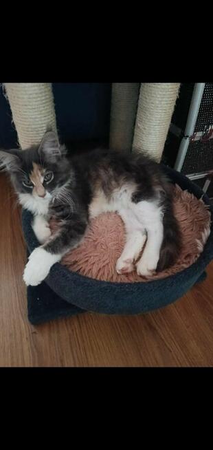 Sprzedam sliczą koteczkę do hodowli