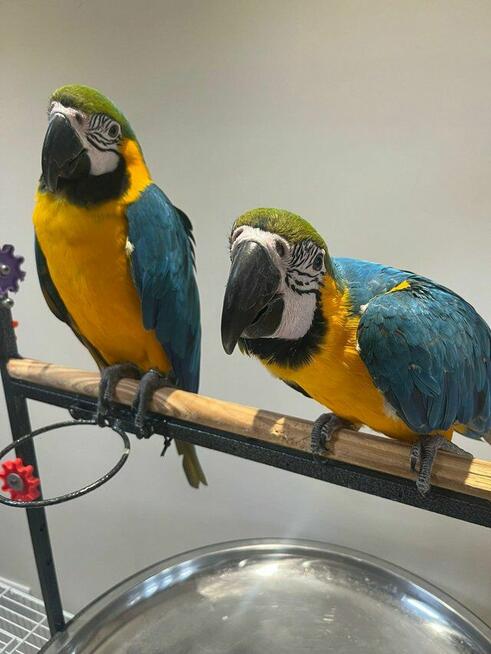 Papugi Ara Błękitno-Złota