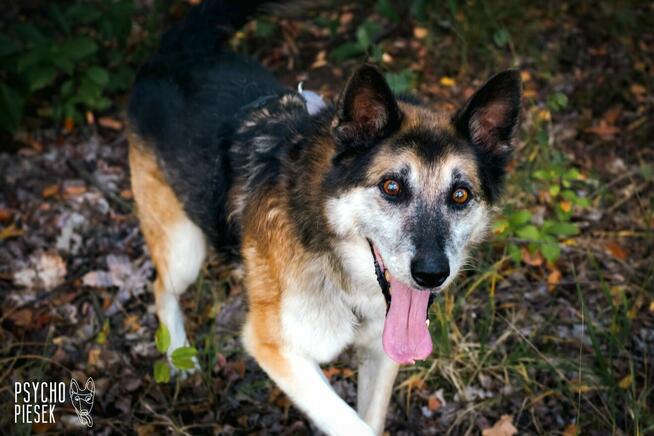 Wspaniały starszy psiak Rex