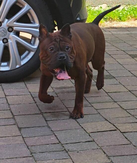 Buldog Chiński Chonqging dog