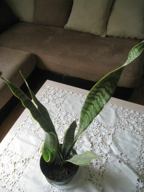 Sansevieria, wężownica 80 cm, skutecznie oczyszcza powietrze