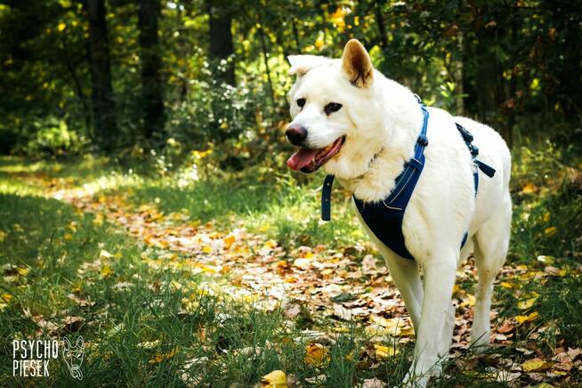 Psi senior Gandalf szuka domu!