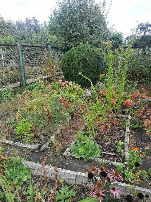 Sprzedam Ogródek Zabrze Zaborze róża