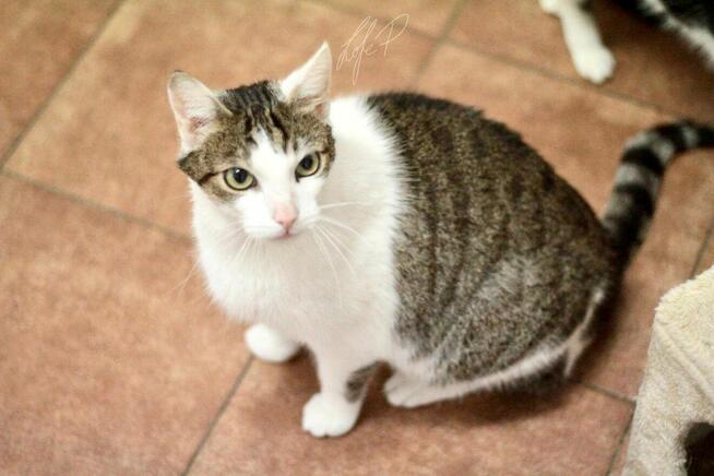 Termit – kocurek z białaczką