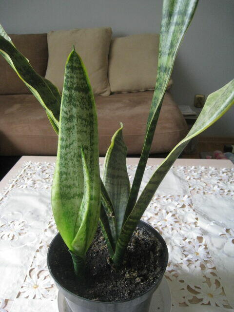 Sansevieria, wężownica 80 cm, skutecznie oczyszcza powietrze