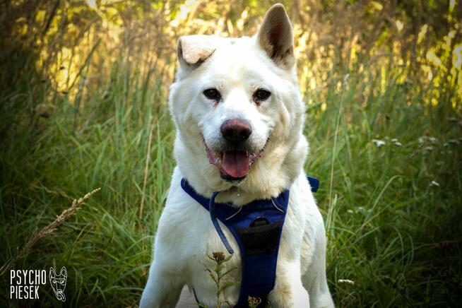 Psi senior Gandalf szuka domu!