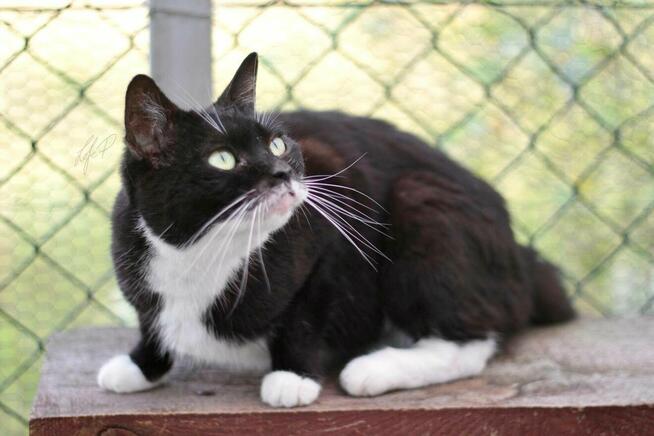 Towarzyska łagodna kotka Twinkie