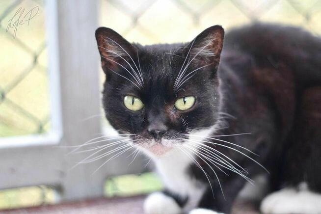 Towarzyska łagodna kotka Twinkie