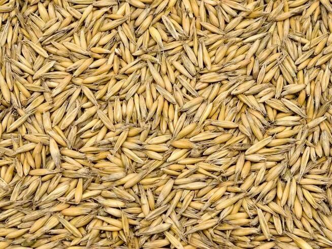 Owies Zbiór 2025 r.