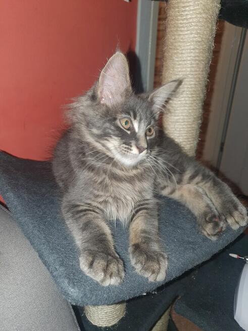 Sprzedam kocurka do hodowli