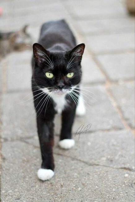 Towarzyska łagodna kotka Twinkie