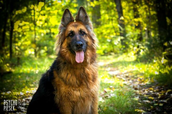 Diana w typie owczarka niemieckiego