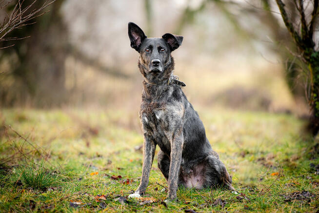 Axa - cudowna, proludzka, wesoła suczka!