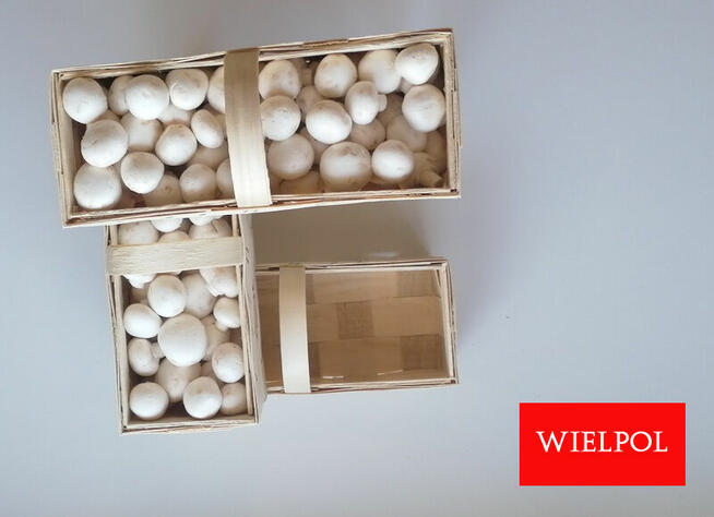 Sprzedaż opakowań do białych pieczarek.
