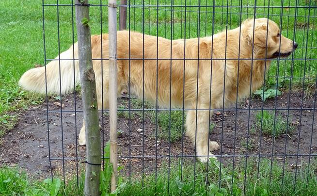 Golden retriever reproduktor/ krycie