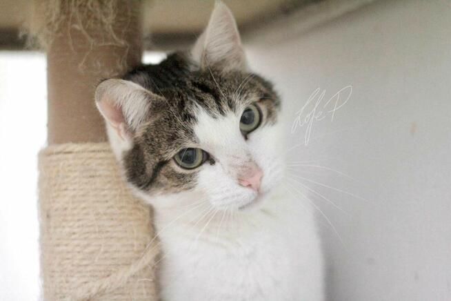 Termit – kocurek z białaczką