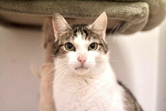 Termit – kocurek z białaczką