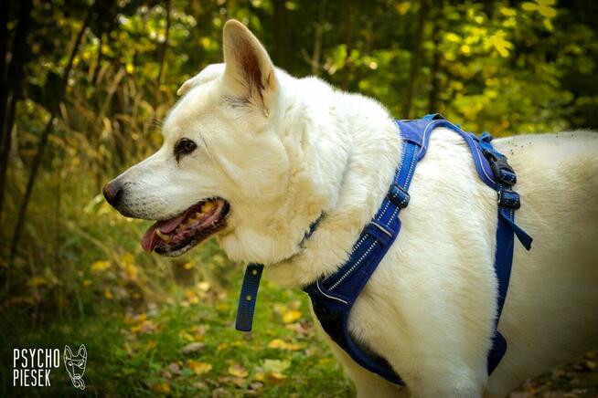 Psi senior Gandalf szuka domu!