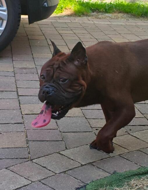 Buldog Chiński Chonqging dog