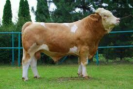 BYDŁO MIĘSNE 15 SZTUK