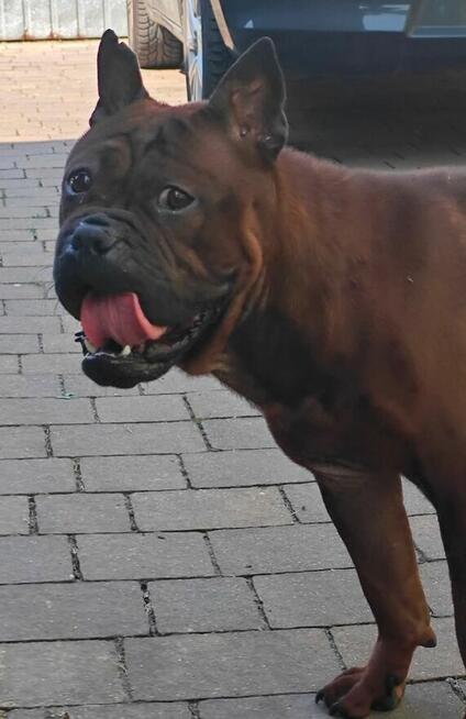 Buldog Chiński Chonqging dog