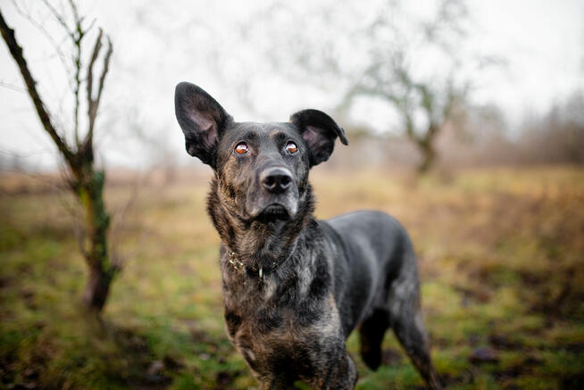 Axa - cudowna, proludzka, wesoła suczka!