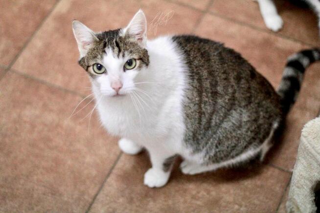 Termit – kocurek z białaczką