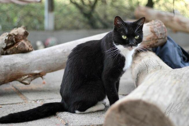 Towarzyska łagodna kotka Twinkie