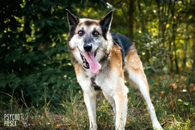 Wspaniały starszy psiak Rex