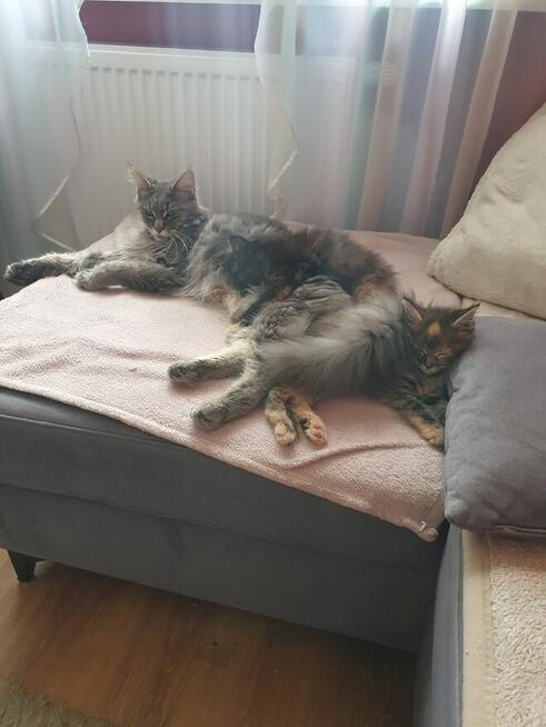 Sprzedam sliczą koteczkę do hodowli