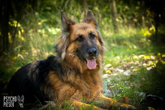 Diana w typie owczarka niemieckiego