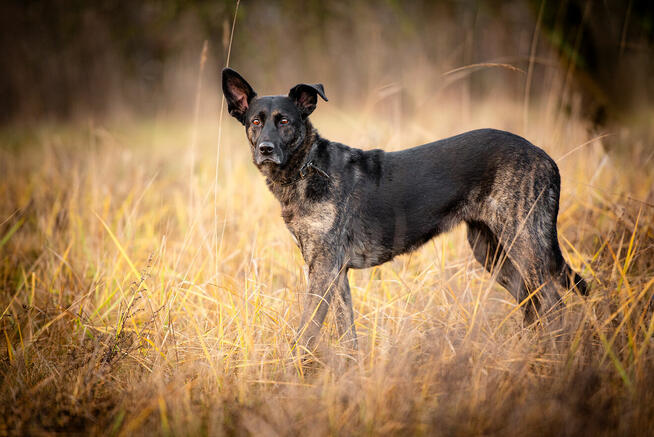 Axa - cudowna, proludzka, wesoła suczka!