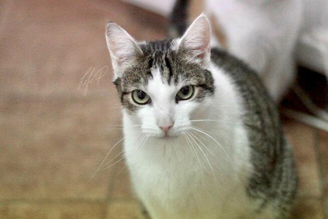 Termit – kocurek z białaczką