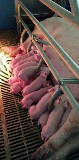 SPRZEDAŻ TRZODY CHLEWNEJ TUCZNIKI I PROSIĘTA