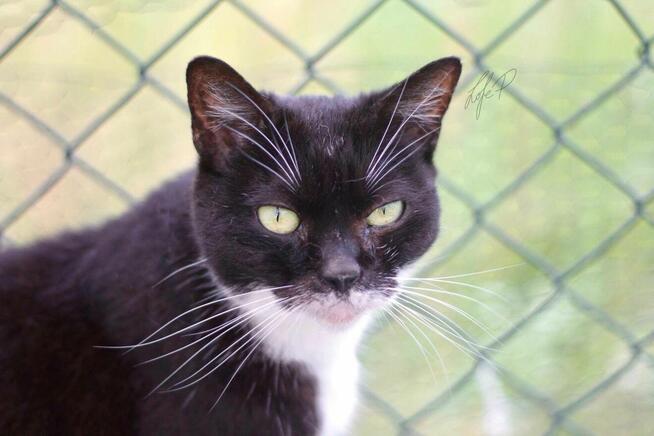 Towarzyska łagodna kotka Twinkie