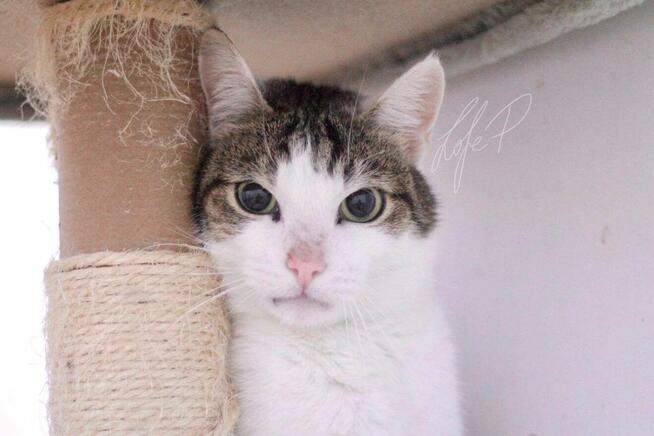 Termit – kocurek z białaczką