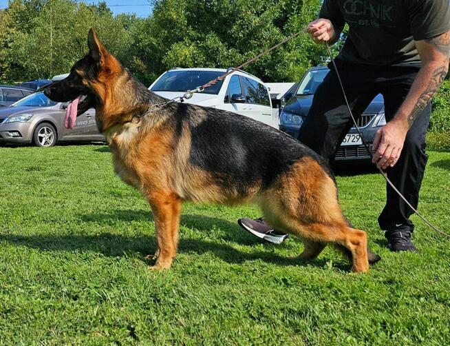 Piesek owczarek niemiecki