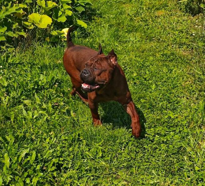 Buldog Chiński Chonqging dog