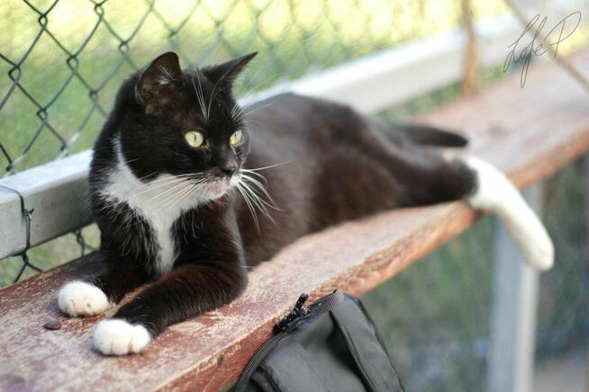 Towarzyska łagodna kotka Twinkie